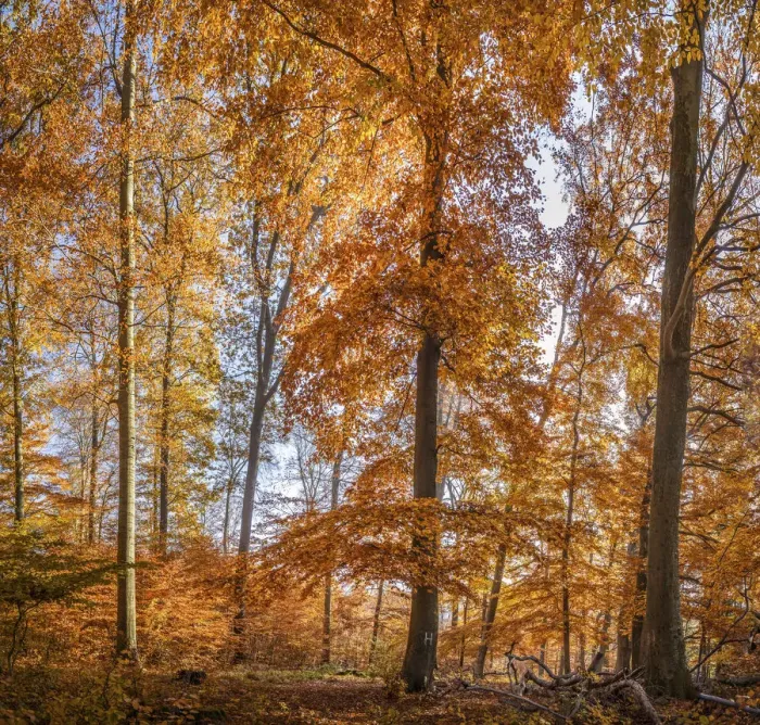 Framed Print : Autumn beech forest in the Rheingau-Taunus Nature Park near Engenhahn, Niedernhausen Framed Print : Autumn beech forest in the Rheingau-Taunus Nature Park near Engenhahn, Niedernhausen