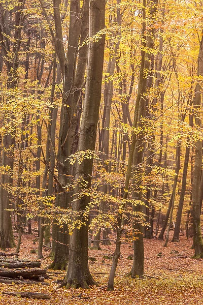 Autumn beech forests in the Rheingau-Taunus Nature Park near Engenhahn, Niedernhausen