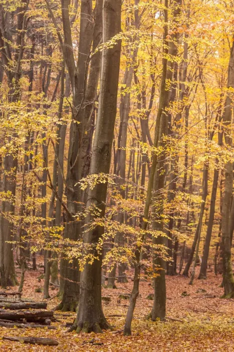 Framed Print : Autumn beech forests in the Rheingau-Taunus Nature Park near Engenhahn, Niedernhausen Framed Print : Autumn beech forests in the Rheingau-Taunus Nature Park near Engenhahn, Niedernhausen