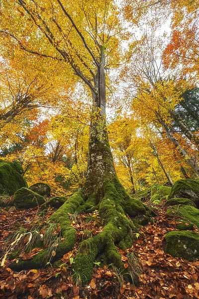 Autumn beech tree, Bagni di Masino forest, Val Masino, Sondrio province, Valtellina