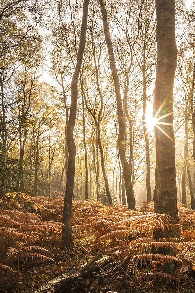 Autumn birch forest with ferns in the Rheingau-Taunus Nature Park, Niedernhausen, Hesse