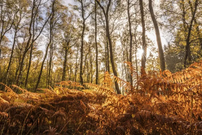 Framed Print : Autumn birch forest with ferns in the Rheingau-Taunus Nature Park, Niedernhausen, Hesse Framed Print : Autumn birch forest with ferns in the Rheingau-Taunus Nature Park, Niedernhausen, Hesse