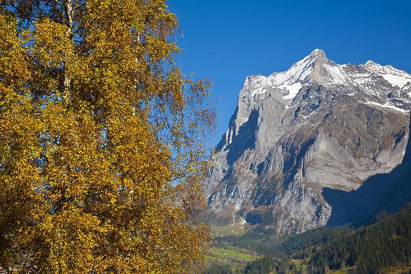 Autumn Color & Alpine Meadow, Eiger & Grindelwald, Berner Oberland, Switzerland