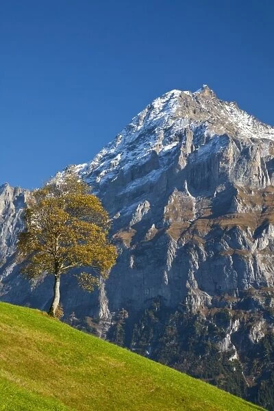 Autumn Color & Alpine Meadow, Wetterhorn & Grindelwald, Berner Oberland, Switzerland