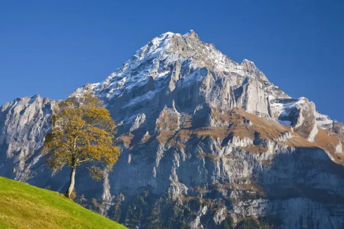 Framed Print : Autumn Color & Alpine Meadow, Wetterhorn & Grindelwald, Berner Oberland, Switzerland Framed Print : Autumn Color & Alpine Meadow, Wetterhorn & Grindelwald, Berner Oberland, Switzerland
