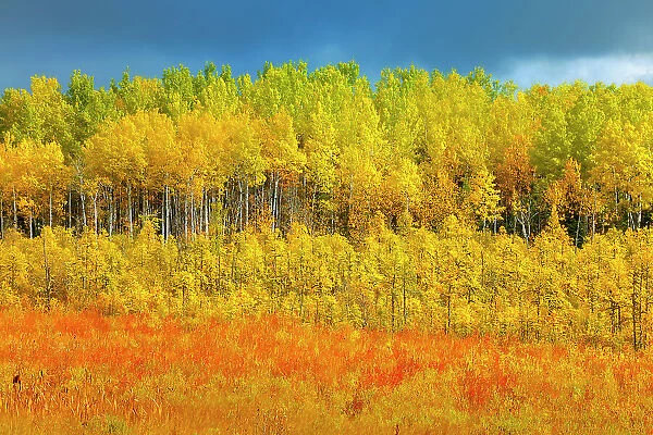 Autumn colored trees Meadow Lake Saskatchewan, Canada