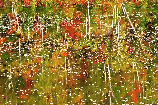 autumn colored trees reflected in waters of pond Haydn, Ontario, Canada