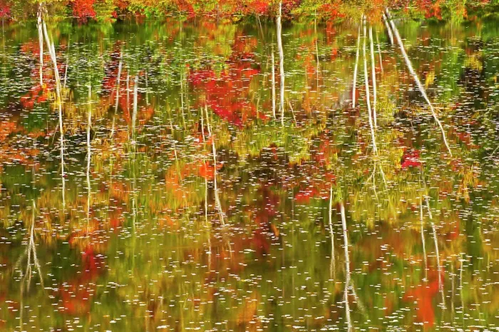 Framed Print : autumn colored trees reflected in waters of pond Haydn, Ontario, Canada Framed Print : autumn colored trees reflected in waters of pond Haydn, Ontario, Canada