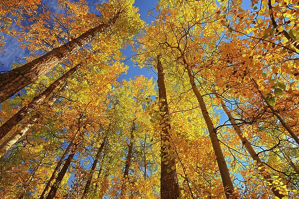 Autumn colors in aspen forest. Aspen Parkland. Elk Island National Park, Alberta, Canada
