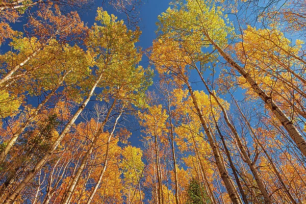 Autumn colors in canopy. Coppernicus Hill Trail. Duck Mountain Provincial Park Manitoba, Canada