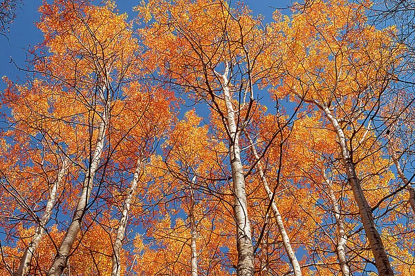 Autumn colors in canopy, Coppernicus Hill Trail, Duck Mountain Provincial Park, Manitoba, Canada