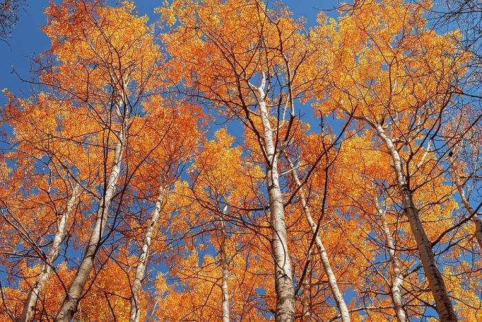 Framed Print : Autumn colors in canopy, Coppernicus Hill Trail, Duck Mountain Provincial Park, Manitoba, Canada