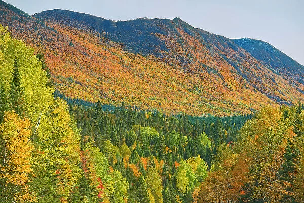 Autumn colors in the Chic-Choc Mountains, a mountain range that is part of the Notre Dame Mountains, which is a continuation of the Appalachian Mountains. Parc national de la Gaspesie, Quebec, Canada
