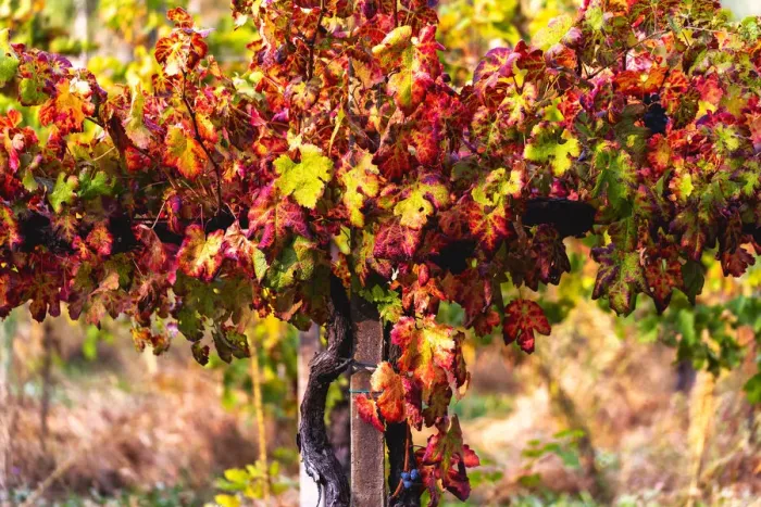 Framed Print : Autumn colors and Foliage in Franciacorta, Brescia province in Lombardy district, Italy Framed Print : Autumn colors and Foliage in Franciacorta, Brescia province in Lombardy district, Italy