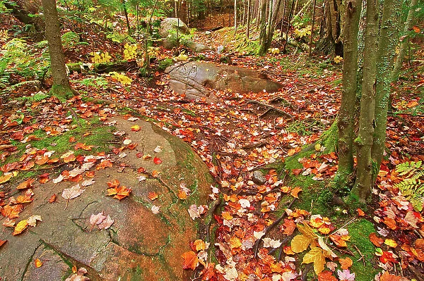 Autumn colors along the Granite Ridge Trail Killarney Provincial Park, Ontario, Canada