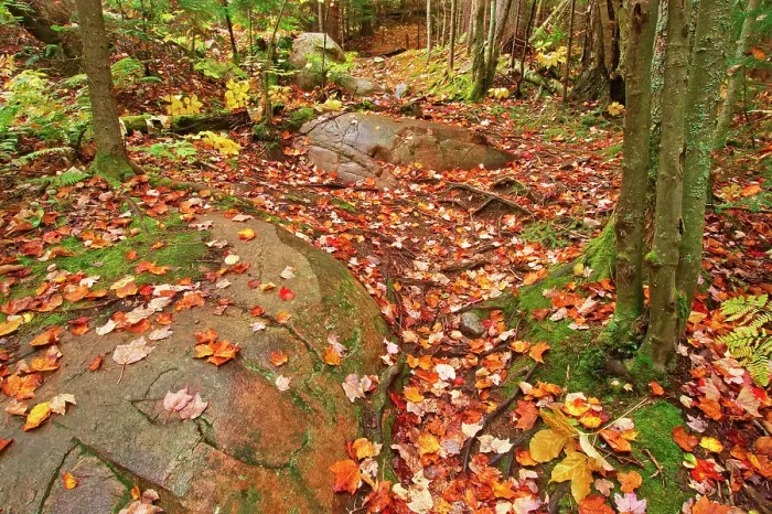 Framed Print : Autumn colors along the Granite Ridge Trail Killarney Provincial Park, Ontario, Canada Framed Print : Autumn colors along the Granite Ridge Trail Killarney Provincial Park, Ontario, Canada