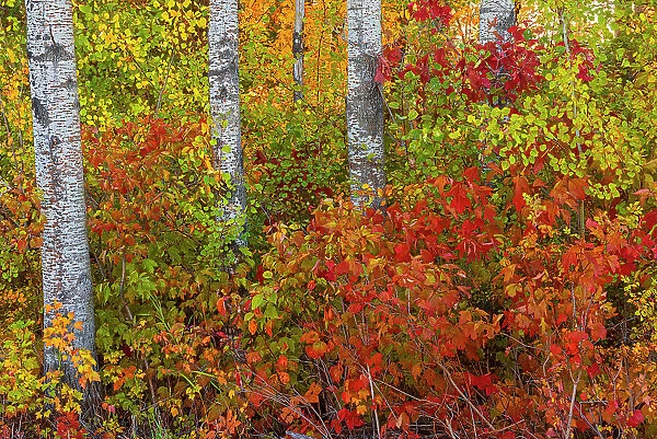 Autumn colors Hecla-Grindstone Provincial Park Manitoba, Canada