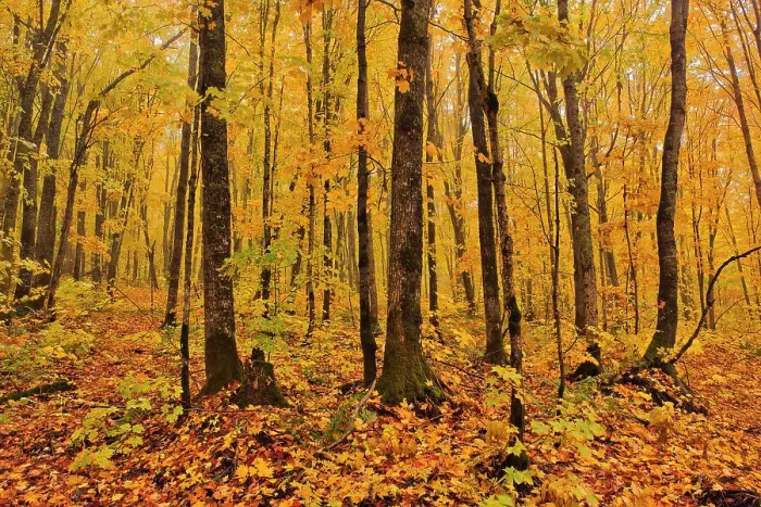 Framed Print : Autumn colors of maple hardwood forest in Les Notre-Dame Mountains (Appalachian Mountains). Great Lakes - St. Lawrence Forest Region. Reserve faunique de Rimouski, Quebec, Canada Framed Print : Autumn colors of maple hardwood forest in Les Notre-Dame Mountains (Appalachian Mountains). Great Lakes - St. Lawrence Forest Region. Reserve faunique de Rimouski, Quebec, Canada