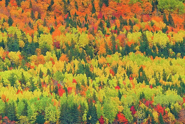 Autumn colors of mixedwood forest in Les Notre-Dame Mountains (Appalachian Mountains). Great Lakes - St. Lawrence Forest Region. Saint-Pacome, Quebec, Canada