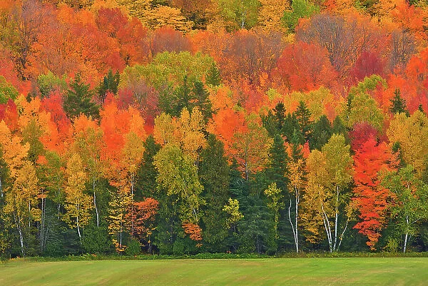 Autumn colors of mixedwood forest in Les Notre-Dame Mountains (Appalachian Mountains). Great Lakes - St. Lawrence Forest Region. Saint-Pacome, Quebec, Canada