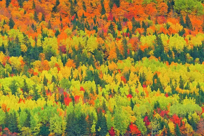 Framed Print : Autumn colors of mixedwood forest in Les Notre-Dame Mountains (Appalachian Mountains). Great Lakes - St. Lawrence Forest Region. Saint-Pacoome, Quebec, Canada Framed Print : Autumn colors of mixedwood forest in Les Notre-Dame Mountains (Appalachian Mountains). Great Lakes - St. Lawrence Forest Region. Saint-Pacoome, Quebec, Canada