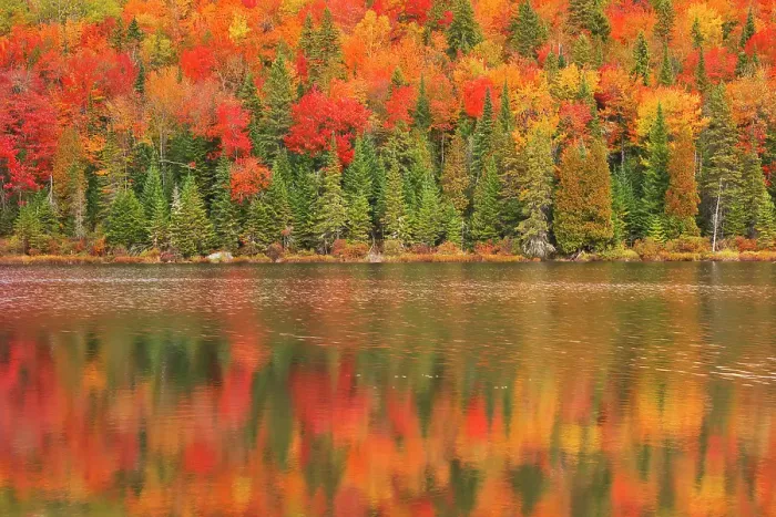 Framed Print : Autumn colors reflected in Lac à Sam in the Laurentian Mountains. Great Lakes - St. Lawrence Forest Region. La Mauricie National Park, Quebec, Canada Framed Print : Autumn colors reflected in Lac à Sam in the Laurentian Mountains. Great Lakes - St. Lawrence Forest Region. La Mauricie National Park, Quebec, Canada