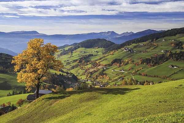 The autumn colors of a tree overlooking Funes Valley and St