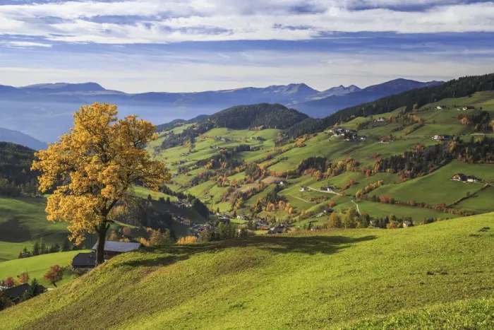 Framed Print : The autumn colors of a tree overlooking Funes Valley and St Framed Print : The autumn colors of a tree overlooking Funes Valley and St