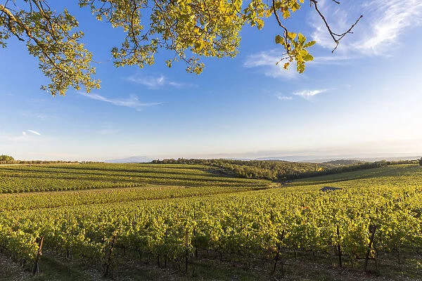 Autumn colors in the vineyards of Chianti. San Felice, Castelnuovo Berardenga, Chianti