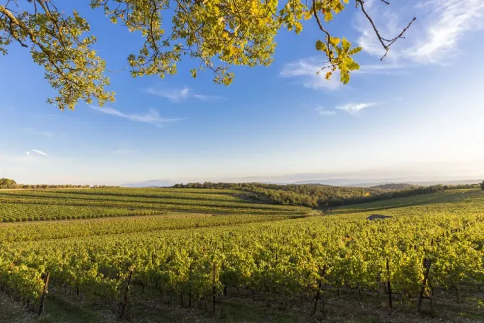 Framed Print : Autumn colors in the vineyards of Chianti. San Felice, Castelnuovo Berardenga, Chianti Framed Print : Autumn colors in the vineyards of Chianti. San Felice, Castelnuovo Berardenga, Chianti