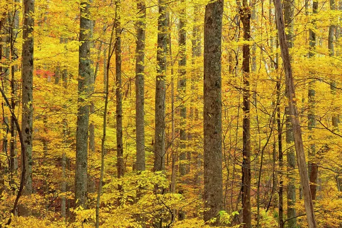 Framed Print : Autumn colour in the hardwood forest on the Laurel Creek Road, Great Smoky Mountains NP, Tennessee, USA Framed Print : Autumn colour in the hardwood forest on the Laurel Creek Road, Great Smoky Mountains NP, Tennessee, USA