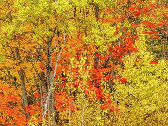Framed Print : Autumn Colour along the North Channel of Lake Huron, Ontario, Canada Framed Print : Autumn Colour along the North Channel of Lake Huron, Ontario, Canada