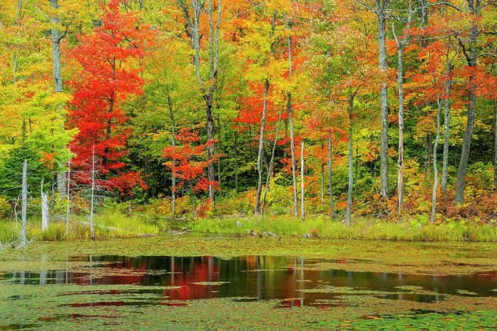 Framed Print : Autumn colour and reflections at woodland pond in Muskoka, Ontario, Canada Framed Print : Autumn colour and reflections at woodland pond in Muskoka, Ontario, Canada