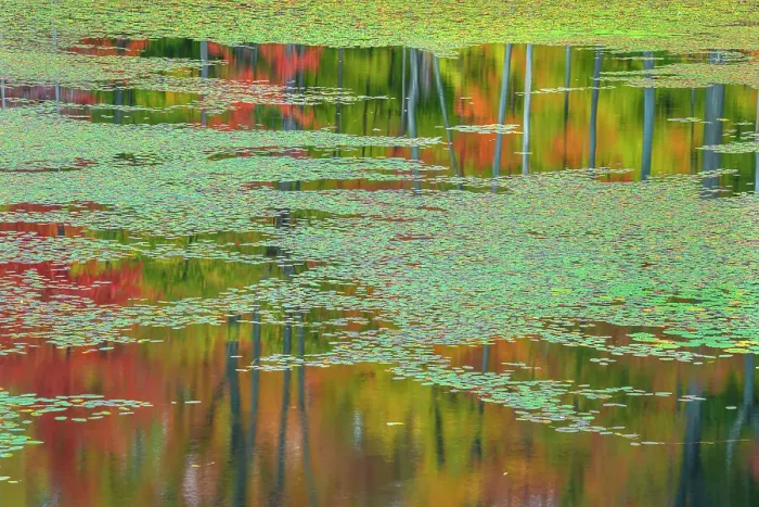 Framed Print : Autumn colour and reflections at woodland pond in Seguin Township, Ontario, Canada Framed Print : Autumn colour and reflections at woodland pond in Seguin Township, Ontario, Canada