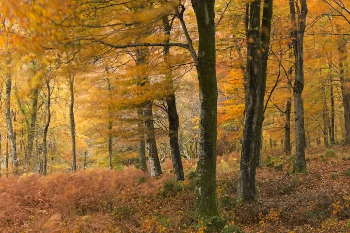 Framed Print : Autumn colours in Barton Wood, Exmoor National Park, Somerset, England. Autumn (November) Framed Print : Autumn colours in Barton Wood, Exmoor National Park, Somerset, England. Autumn (November)