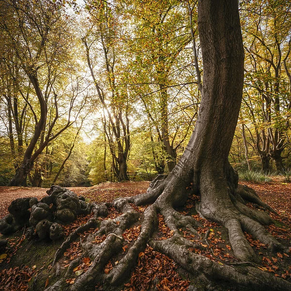 Autumn colours in Epping Forest, Epping, London, UK