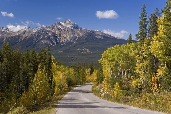 Autumn colours lining the road from Jasper to Maligne lake