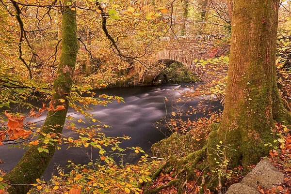 Autumn colours near Clappersgate Bridge over the River Brathay, Lake District, Cumbria