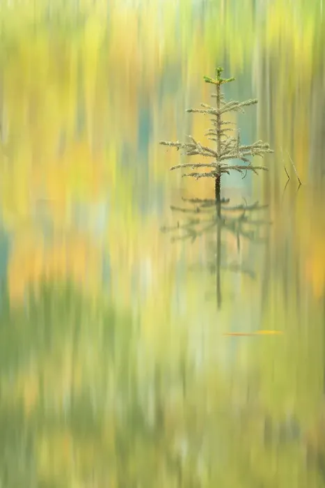 Framed Print : Autumn colours reflected in the lake, Abraham Lake, Clearwater County, Alberta, Canada Framed Print : Autumn colours reflected in the lake, Abraham Lake, Clearwater County, Alberta, Canada