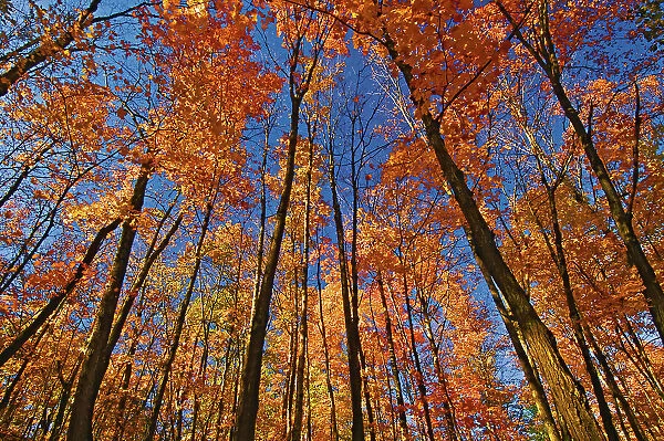 Autumn colours along the road to Killbear Provincial Park Killbear Provincial Park, Ontario, Canada