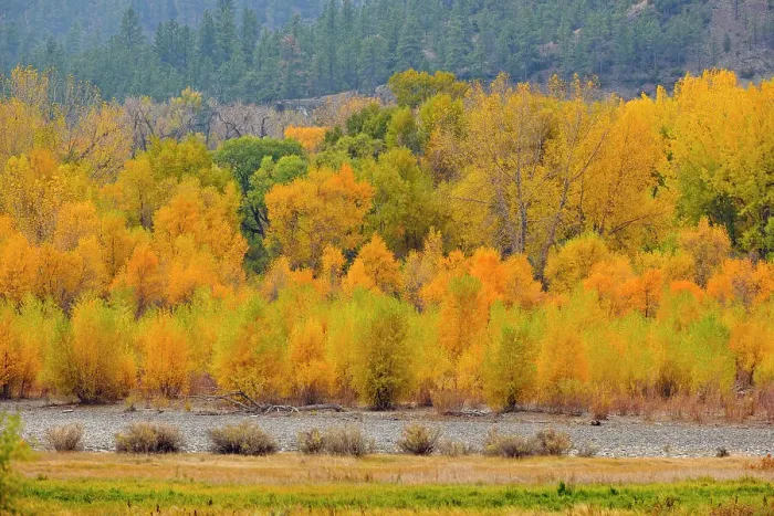 Framed Print : Autumn cottonwoods along the Yellowstone River, Park City near Billings, Montana, USA Framed Print : Autumn cottonwoods along the Yellowstone River, Park City near Billings, Montana, USA