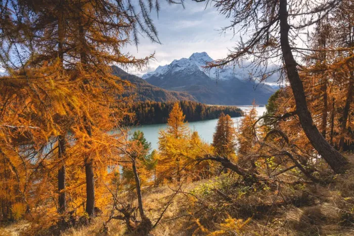 Framed Print : Autumn in Engadina, Sils Im Engaadin, Canton of Grisons, Switzerland, Europe