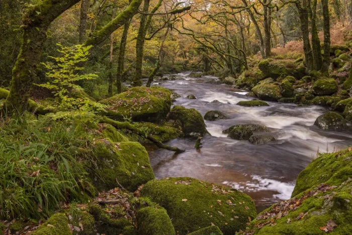 Framed Print : Autumn foliage along the banks of the River Plym in Dewerstone Wood Framed Print : Autumn foliage along the banks of the River Plym in Dewerstone Wood