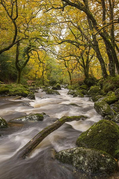 Autumn foliage along the banks of the River Plym in Dewerstone Wood