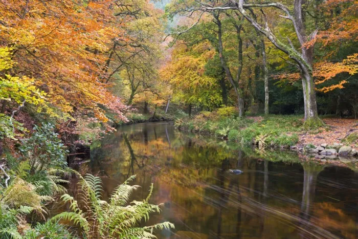 Framed Print : Autumn foliage along the banks of the River Teign at Fingle Bridge, Dartmoor National