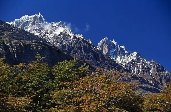 Autumn foliage in front of the corniced summit of Paine Grande