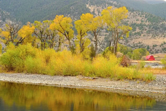 Framed Print : Autumn foliage on cottonwoods along the Yellowstone River, near de Puy, Spring Creek, Livingston, Montana, USA Framed Print : Autumn foliage on cottonwoods along the Yellowstone River, near de Puy, Spring Creek, Livingston, Montana, USA