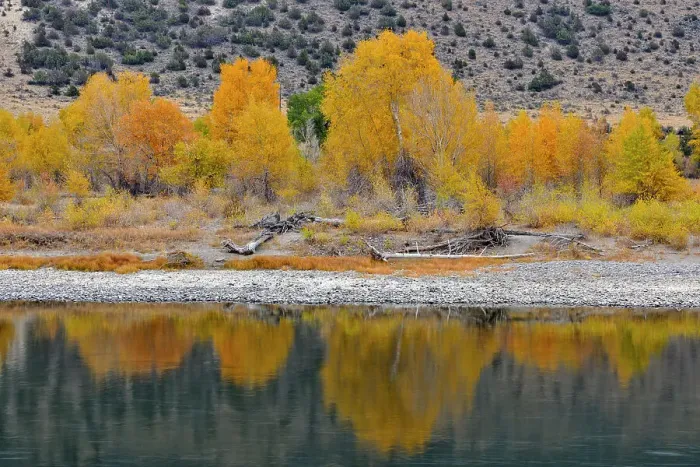 Framed Print : Autumn foliage on cottonwoods along the Yellowstone River, near Livingston, Montana, USA Framed Print : Autumn foliage on cottonwoods along the Yellowstone River, near Livingston, Montana, USA