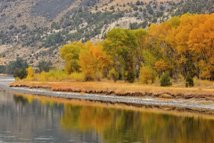 Framed Print : Autumn foliage on cottonwoods along the Yellowstone River, near Livingston, Montana, USA Framed Print : Autumn foliage on cottonwoods along the Yellowstone River, near Livingston, Montana, USA