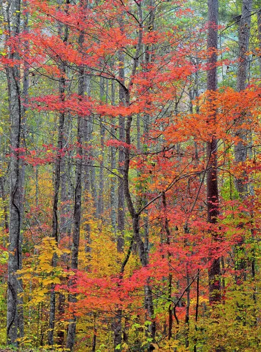 Framed Print : Autumn foliage along the Foothills Parkway, Great Smoky Mountains NP, Tennessee, USA Framed Print : Autumn foliage along the Foothills Parkway, Great Smoky Mountains NP, Tennessee, USA